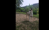 A local dog joins our tour of the Taputapuatea marae UNESCO World Heritage site on the island of Raiatea.