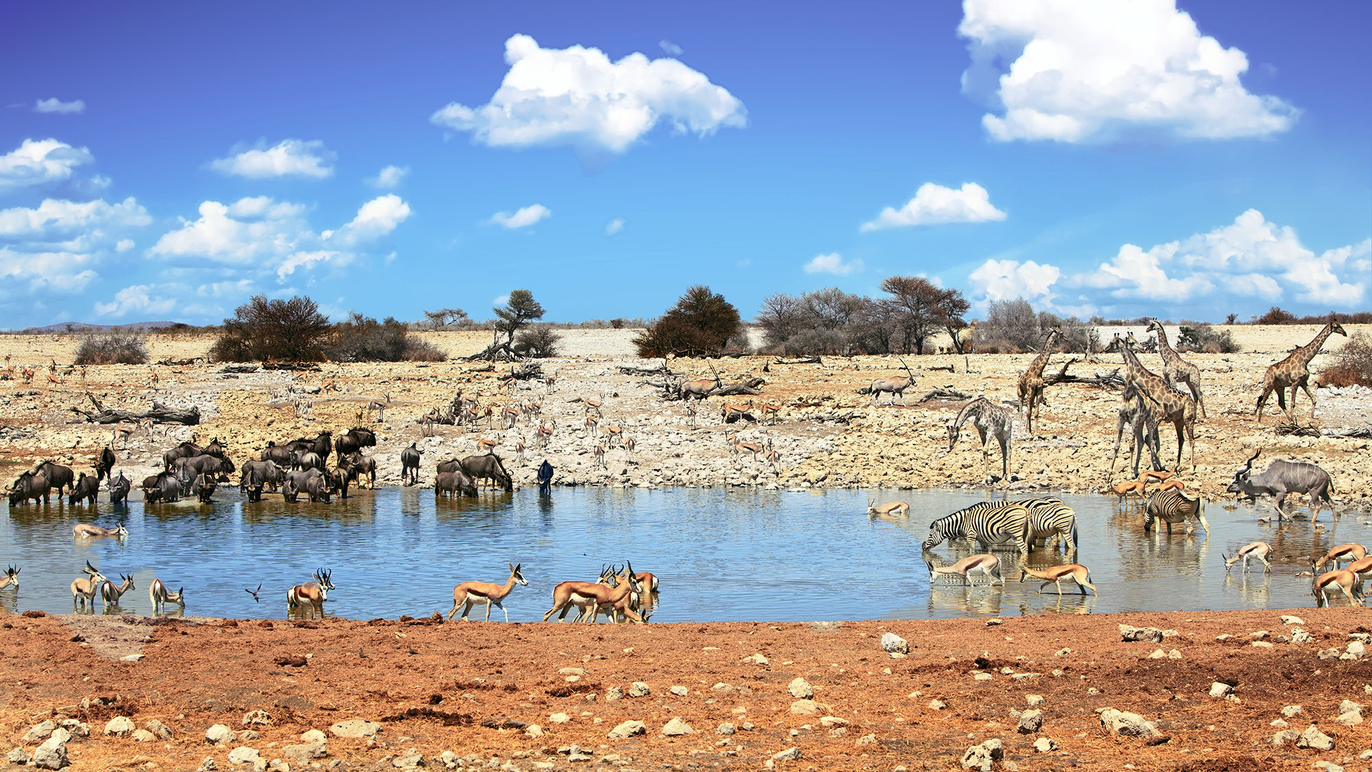 A waterhole in Etosha National Park, part of the the King Nehale Experience along the self-drive Omulunga Palm Route in Namibia.