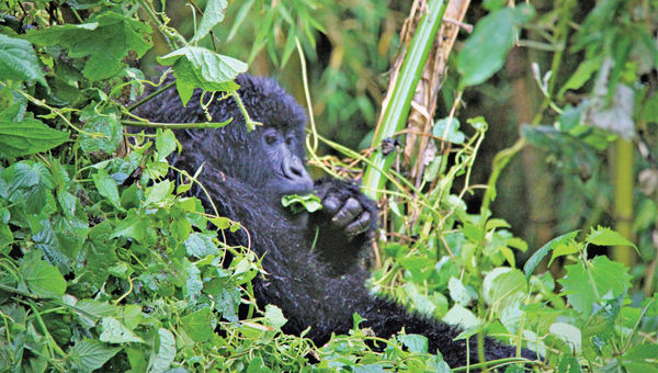 A mountain gorilla in Volcanoes National Park