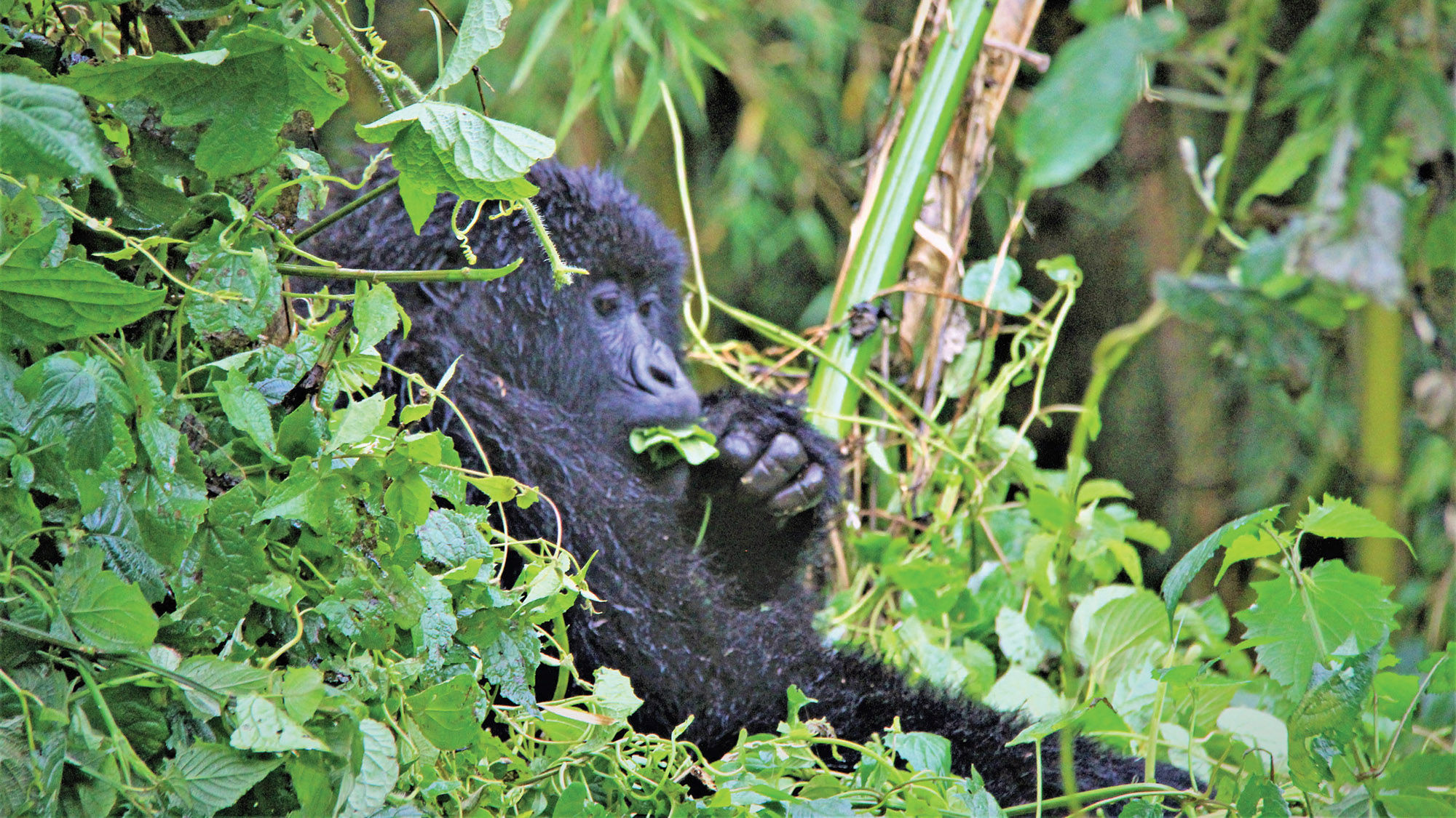 A mountain gorilla in Volcanoes National Park.