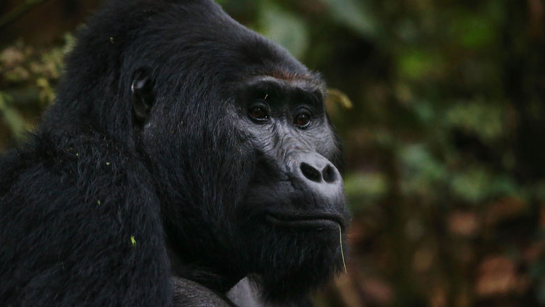 Uganda has now incorporated 19 families of gorillas into its trekking program.
