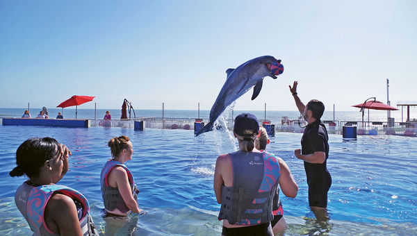 Marineland Dolphin Adventure is one of several nearby options besides the beach for guests at the resort. Marineland Dolphin Adventure is one of several nearby options besides the beach for guests at the resort.