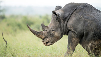 Preserving Africa