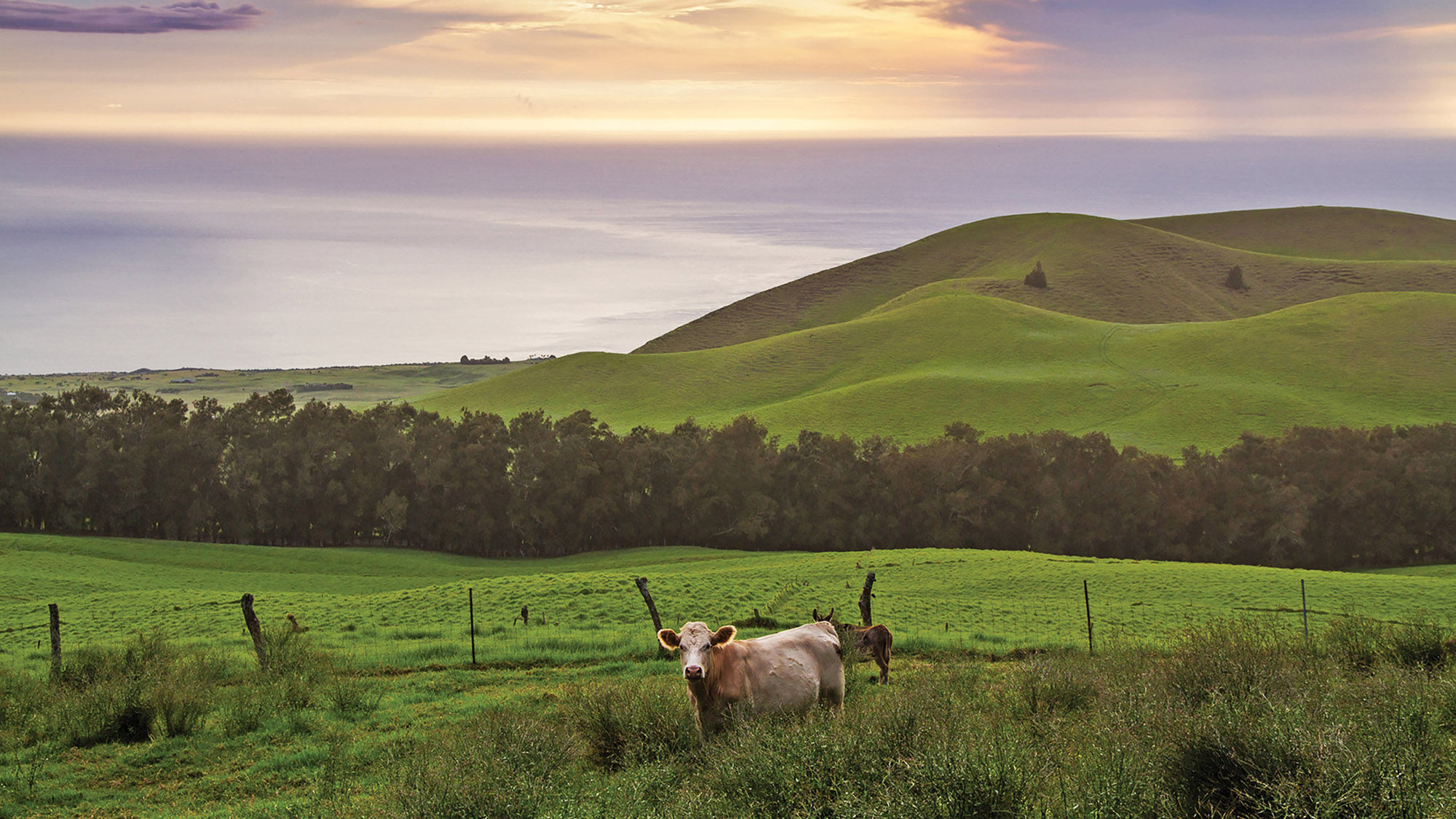 Rolling hills and coastal ranch land along the Kohala coast of the Island of Hawaii.