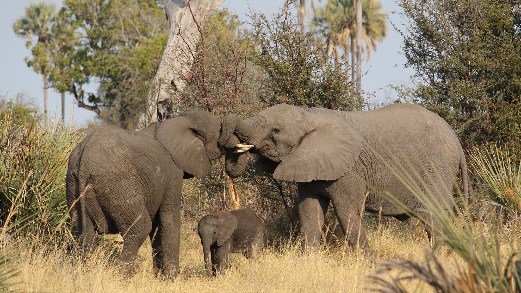 Trafalgar's Africa expansion highlights increased interest in continent