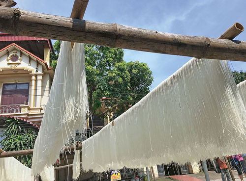 Glass noodles drying in the sun seen on the way to an old Vietnamese village. Glass noodles drying in the sun seen on the way to an old Vietnamese village.