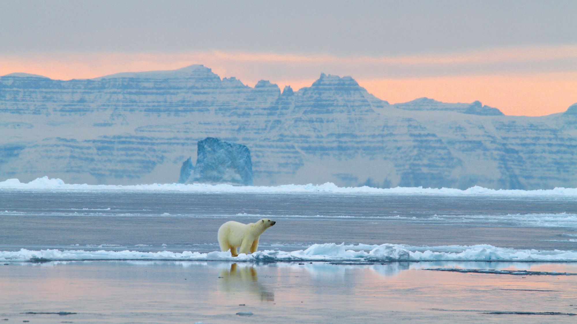 A polar bear off the coast of Greenland.