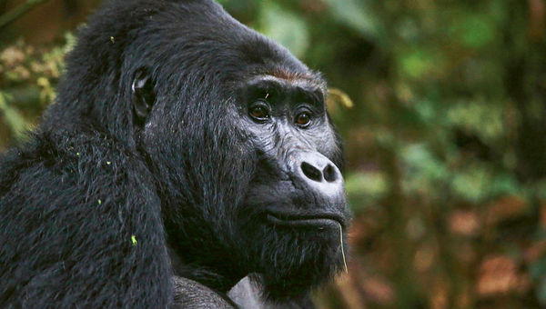 A mountain gorilla in Uganda