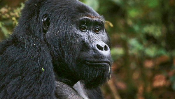 A mountain gorilla in Uganda
