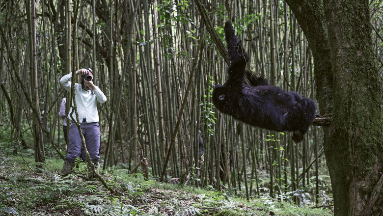 A mountain gorilla spotted on a Wilderness Safari's trek in Rwanda.