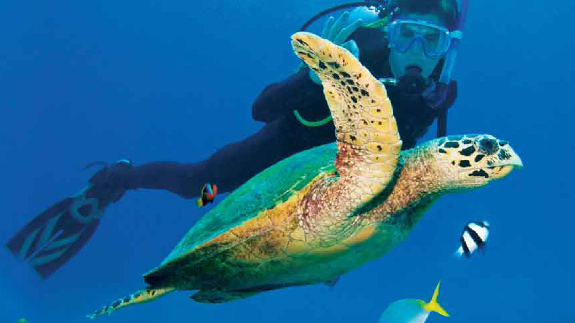 Scuba diving off of AndBeyond's Vamizi Island.