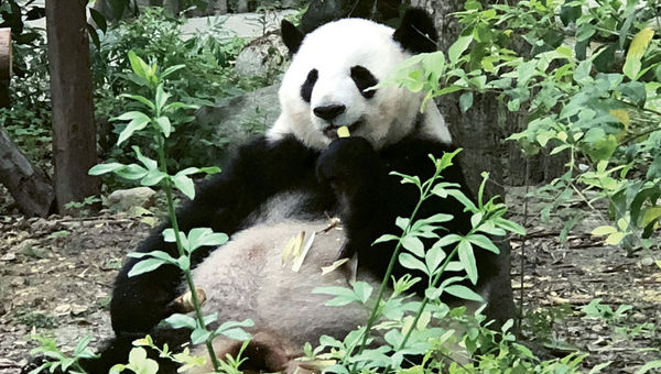 A giant panda placidly feasts on bamboo at the Chengdu Panda Base. A giant panda placidly feasts on bamboo at the Chengdu Panda Base.