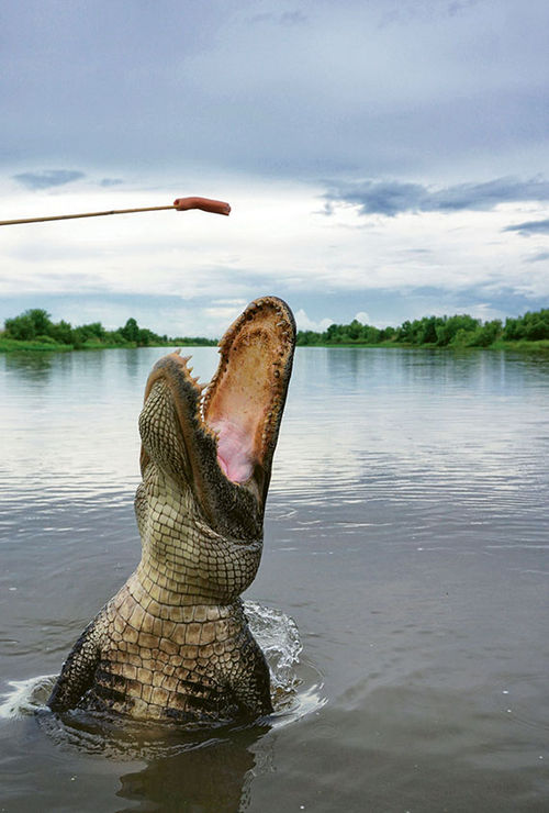Gator feeding during a Cajun Encounters tour in Honey Island Swamp. Gator feeding during a Cajun Encounters tour in Honey Island Swamp.