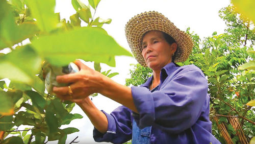 Organic farmer Prayud Pancharoen is featured in a video promoting the movement. Organic farmer Prayud Pancharoen is featured in a video promoting the movement.