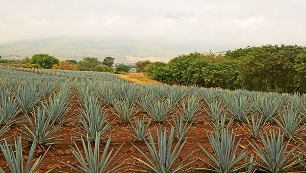 The blue agave fields of Jose Cuervo’s Rojena distillery in Tequila, a 90-minute drive from Guadalajara. The extensive fields and industrial facilities in Tequila are a Unesco World Heritage site. The blue agave fields of Jose Cuervo’s Rojena distillery in Tequila, a 90-minute drive from Guadalajara. The extensive fields and industrial facilities in Tequila are a Unesco World Heritage site.