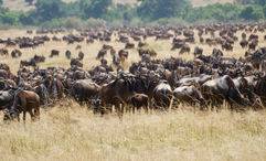 Hundreds of wildebeest in the midst of the Great Migration. Among ToursByLocals newest offerings is a four-day Wildebeest Migration Safari.