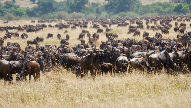 ToursByLocals adds customizable private safaris to its product line: Travel  Weekly