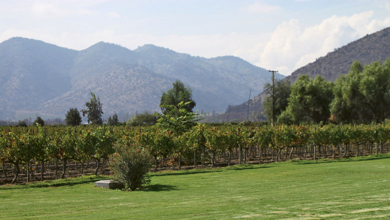 Vineyards with an imposing mountain backdrop at Santa Rita Winery in the Maipo Valley region of Chile.