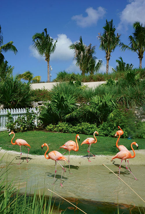 Baha Mar’s Flamingo Cay introduces guests to the national bird of the Bahamas. Baha Mar’s Flamingo Cay introduces guests to the national bird of the Bahamas.