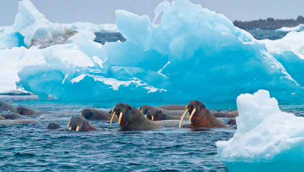 Guests will be able to spot walruses and other Arctic wildlife on a Lindblad Expeditions polar cruise. Guests will be able to spot walruses and other Arctic wildlife on a Lindblad Expeditions polar cruise.