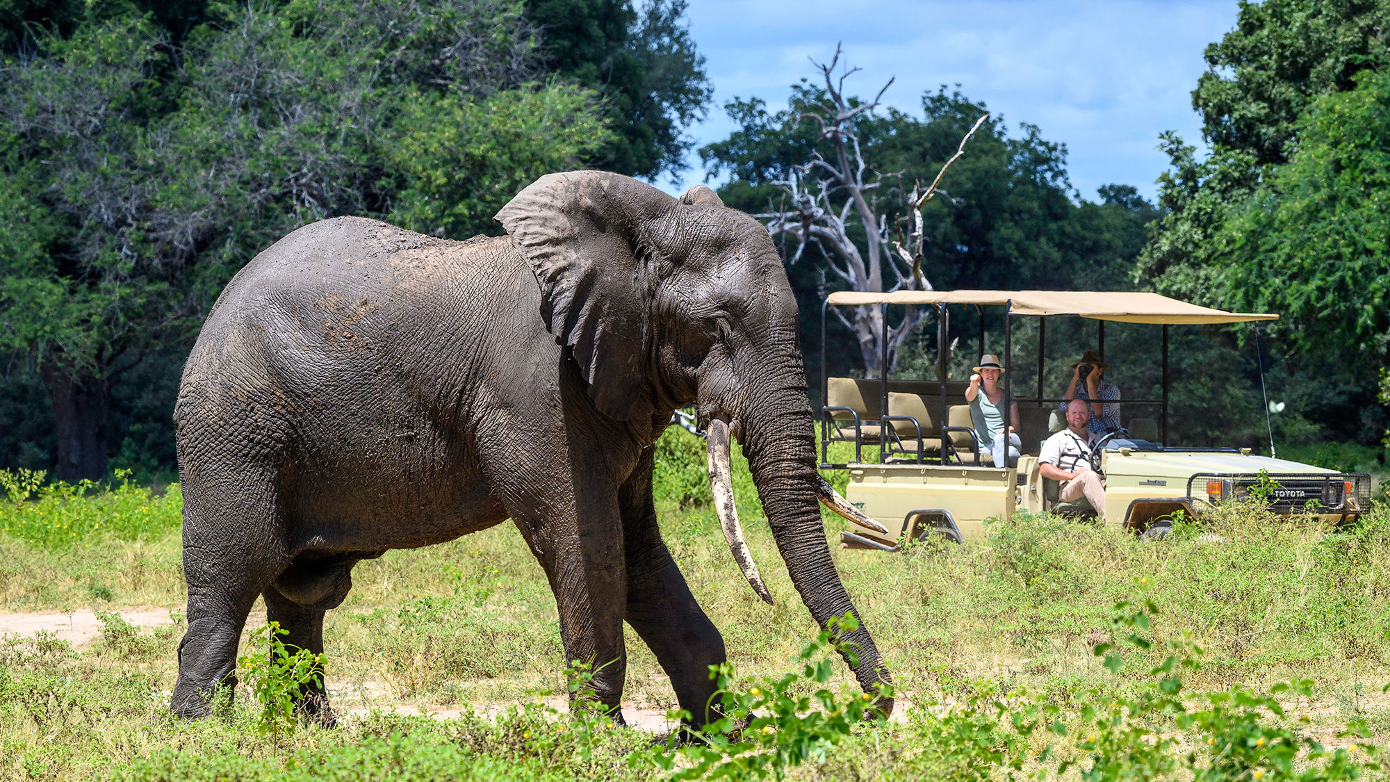 Africa, and African safaris in particular, are expected to lead the comeback of long-haul international, luxury travel this year.