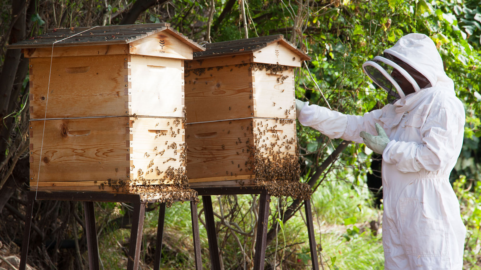 Mauna Kea Resort on the Island of Hawaii has recently launched a beekeeping tour where guests learn about the properties hives, bee society, and honey production.