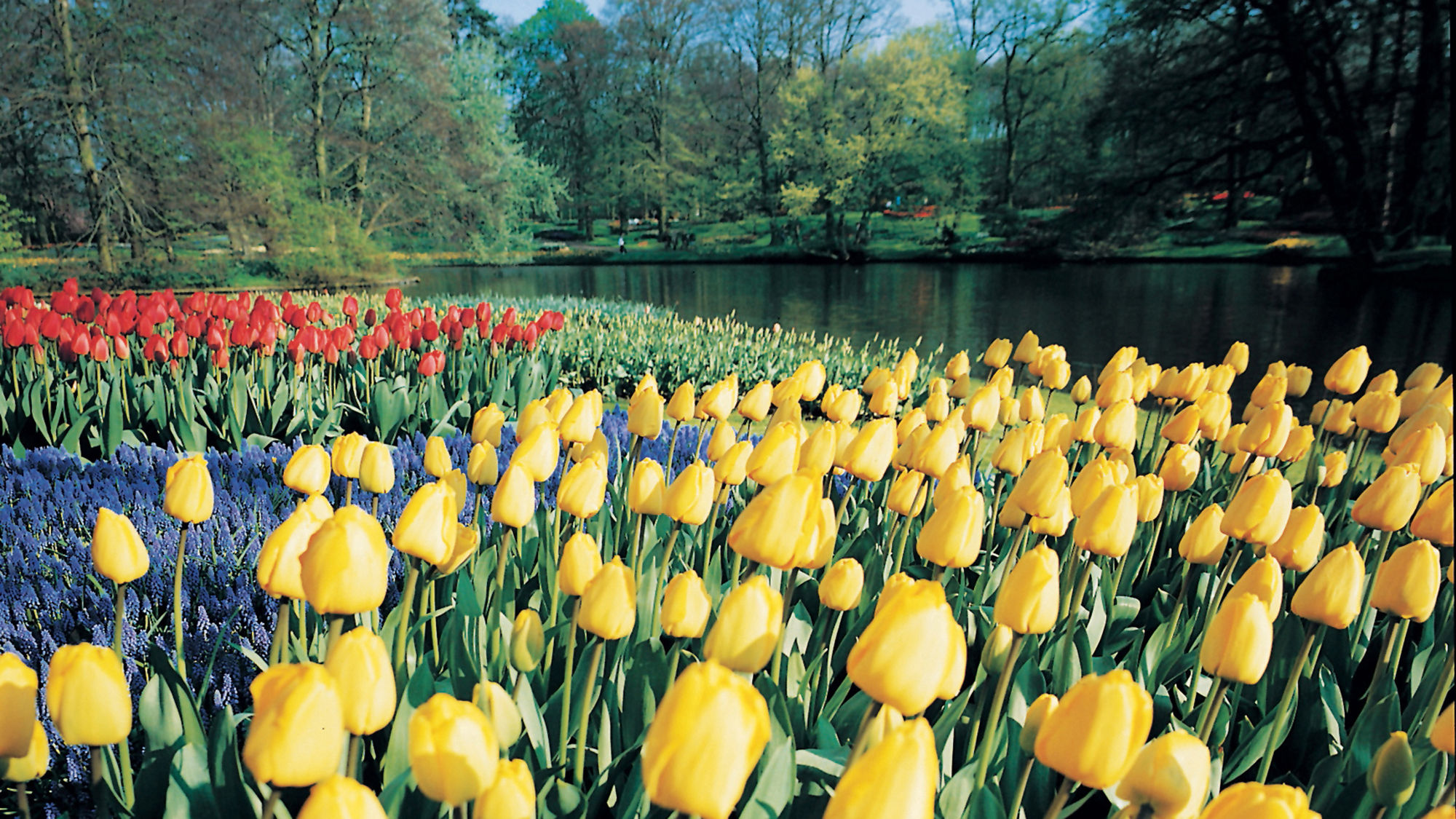 A&K's spring river cruises visit Holland at the height of tulip season.