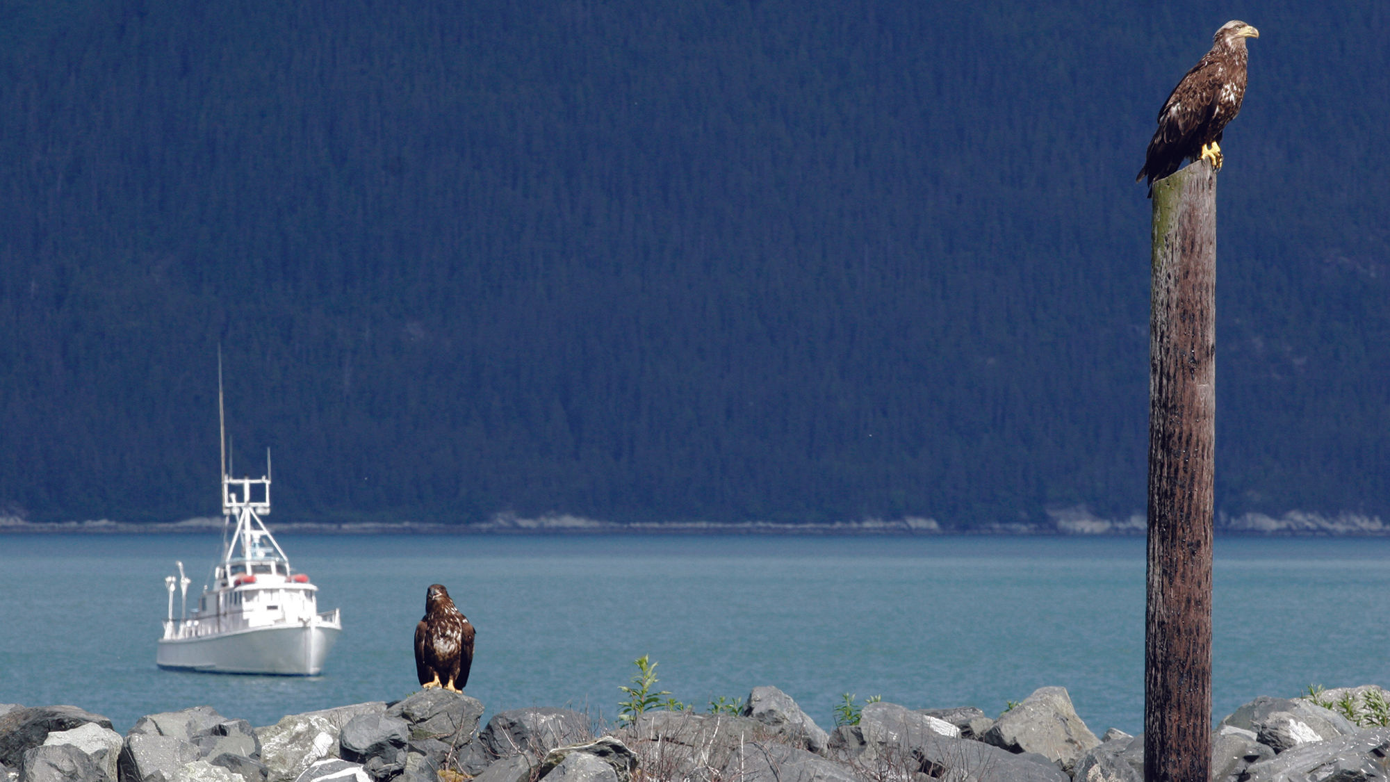 Young bald eagles in Haines, site of the annual Alaska Bald Eagle Festival.