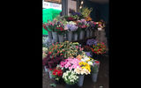 Flowers at the Middelburg street market.