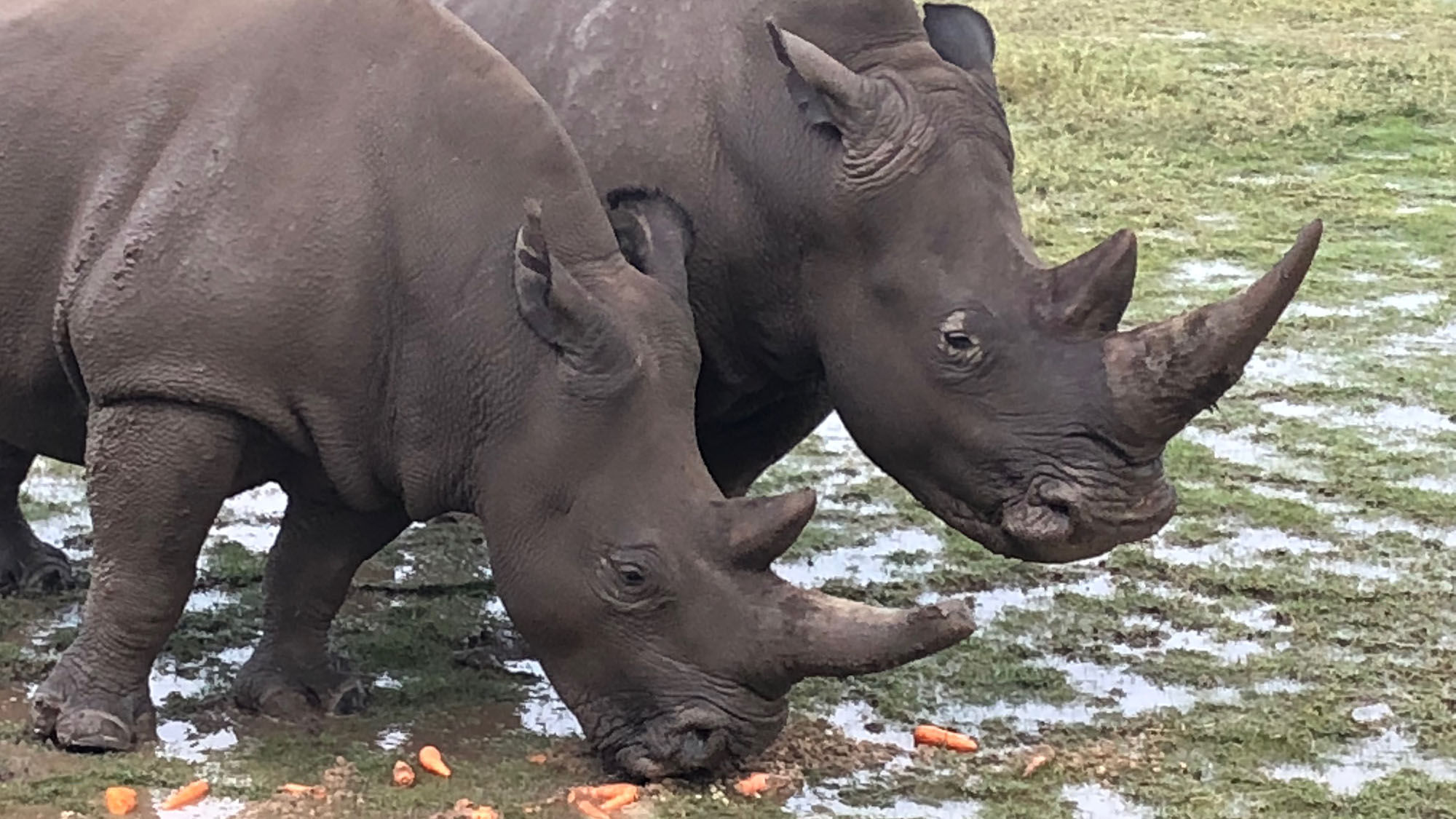 The last two northern white rhinos in the world at Ol Pejeta Conservancy in central Kenya.