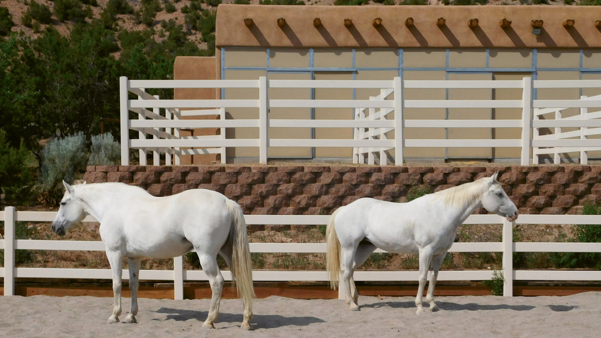 Horses at Equus, adjacent to the Four Seasons Resort.