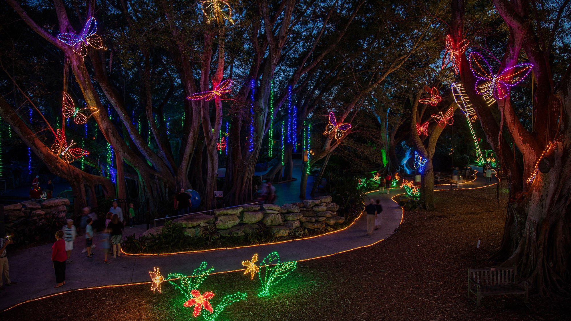 Butterflies light up the night at Lights in Bloom at Marie Selby Botanical Gardens in Sarasota.