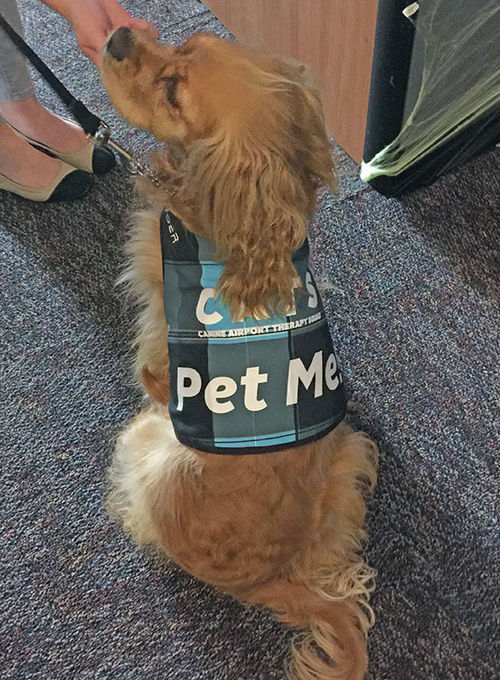 Vera, a cocker spaniel mix, shows off the "Pet Me" vest she wears at Denver's airport.