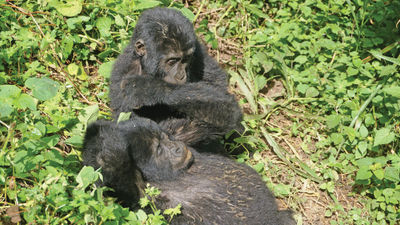Gorilla-trekking is a popular activity for travelers to Uganda. The country recently reported an outbreak of the Ebola virus.