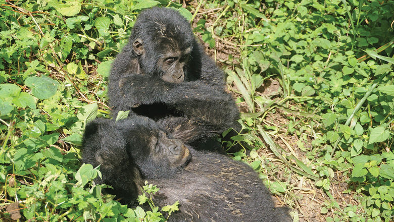 Gorilla-trekking is a popular activity for travelers to Uganda. The country recently reported an outbreak of the Ebola virus.
