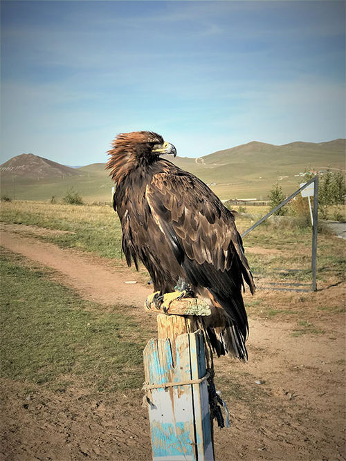 A trained hunting golden eagle near Mongolia's Gorkhi Terelj National Park.