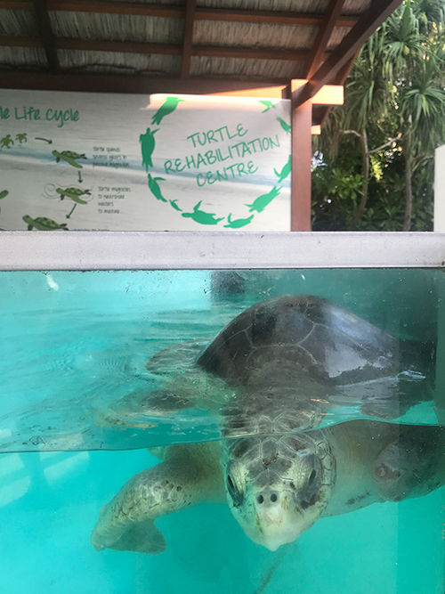 Lilly, one of several adult turtles with missing flippers who are cared for at the marine centers at the two Four Seasons resorts in the Maldives.