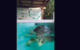 Lilly, one of several adult turtles with missing flippers who are cared for at the marine centers at the two Four Seasons resorts in the Maldives.