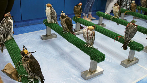 Hooded falcons waiting for their turn at the Abu Dhabi Falcon Hospital, where the raptors can have talons trimmed and feathers repaired. Hooded falcons waiting for their turn at the Abu Dhabi Falcon Hospital, where the raptors can have talons trimmed and feathers repaired.