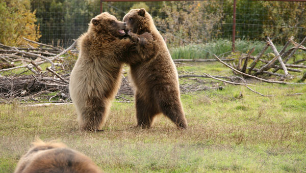 The Alaska Wildlife Conservation Center in Portage. The Alaska Wildlife Conservation Center in Portage.