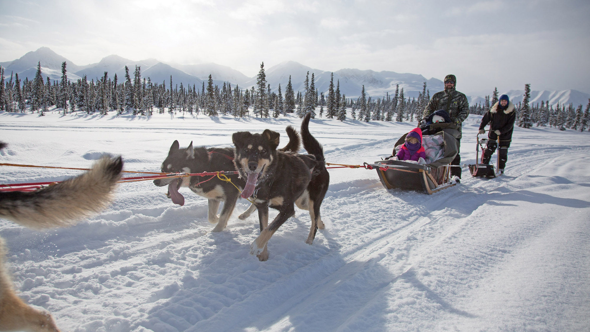 Traverse Alaska’s Intimate Iditarod Experience offers a behind-the-scenes look at the annual dog sled race.