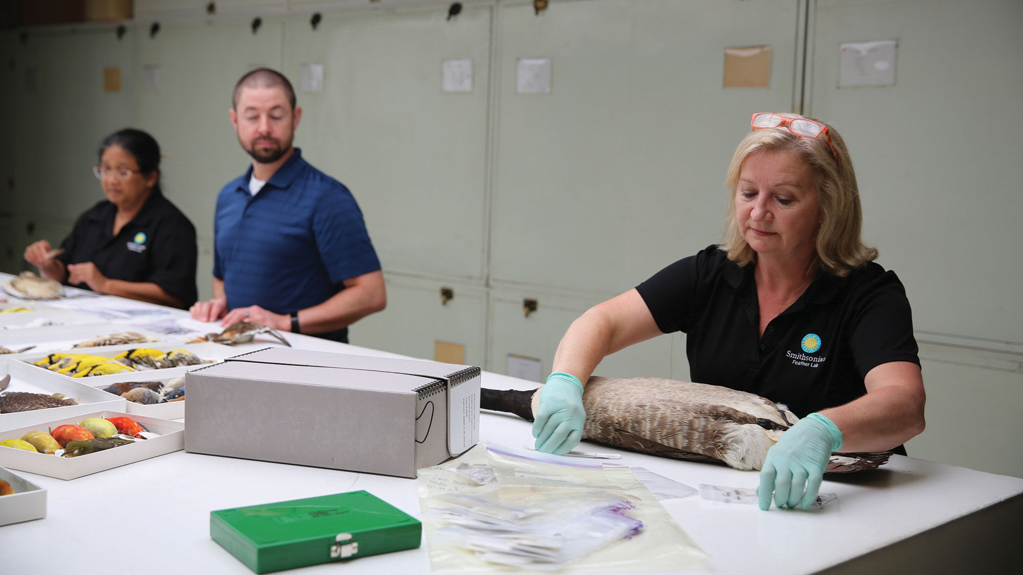 Carla Dove of the Smithsonian Institution Feather Identification Lab examines feathers after aviation bird strikes.