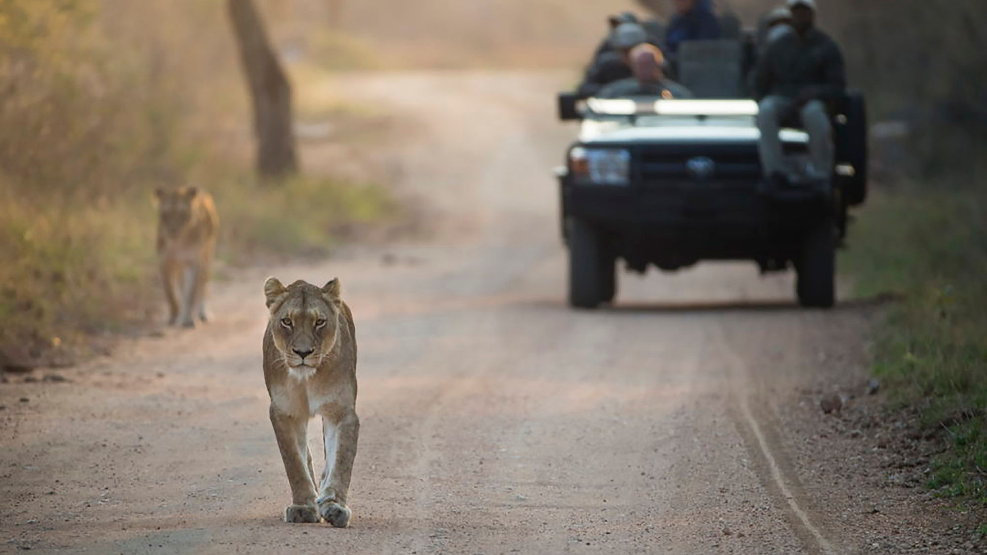 An African Travel safari experience at Kapama Karula.