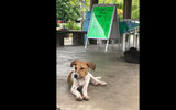 Local dogs hanging out in the shade near the tender dock in Moorea.