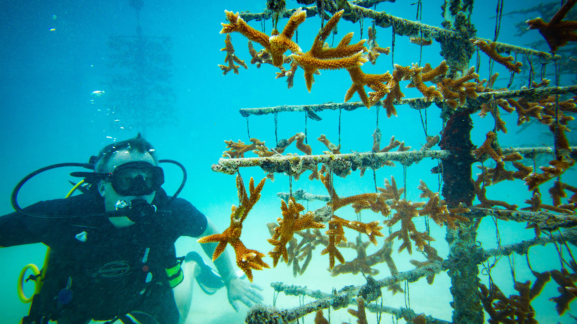 A diver visits the underwater "trees" at the Angler's Reef restoration area.