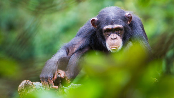 A chimpanzee at Sierra Leone's Tacugama Chimpanzee Sanctuary. A chimpanzee at Sierra Leone's Tacugama Chimpanzee Sanctuary.
