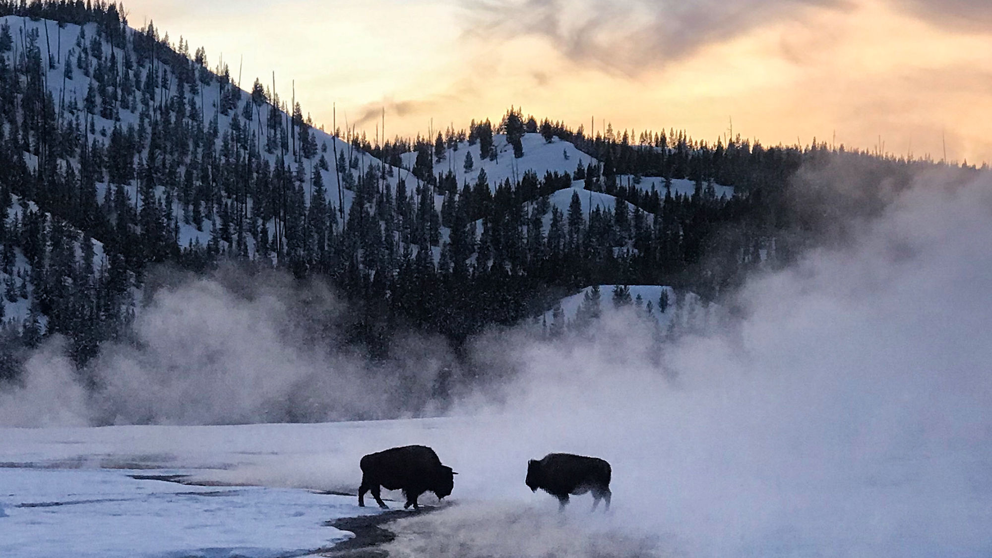 Bison in Yellowstone National Park.