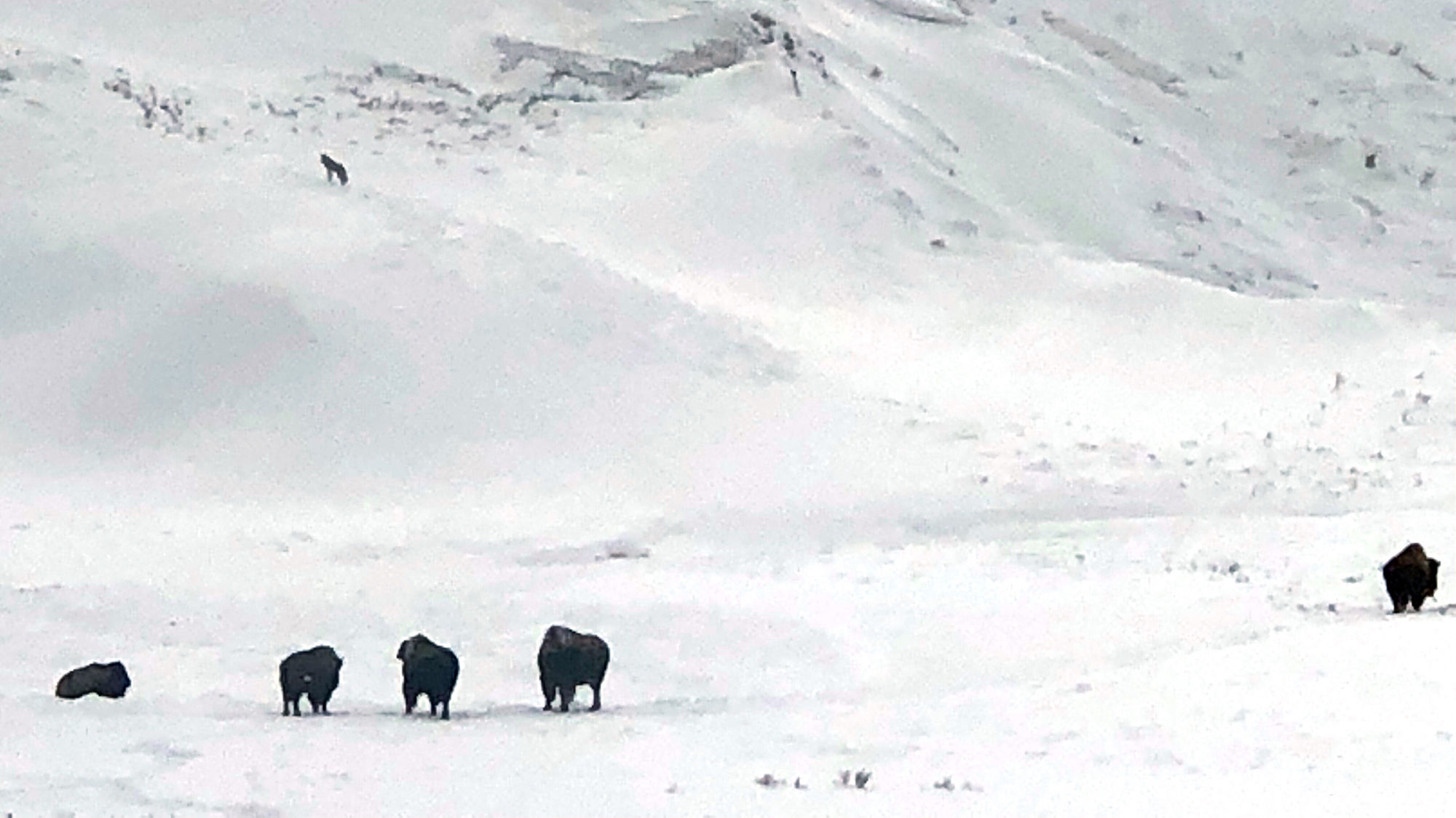 Bison in Yellowstone.