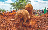 At the David Sheldrick Wildlife Trust's orphan elephant rescue and rehabilitation program in Nairobi, visitors see the elephants play and get fed and learn about their plight.