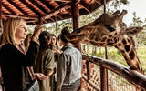 The popular Giraffe Center in Nairobi protects the endangered Rothschild giraffe and allows guests to hand or mouth-feed the giraffes.